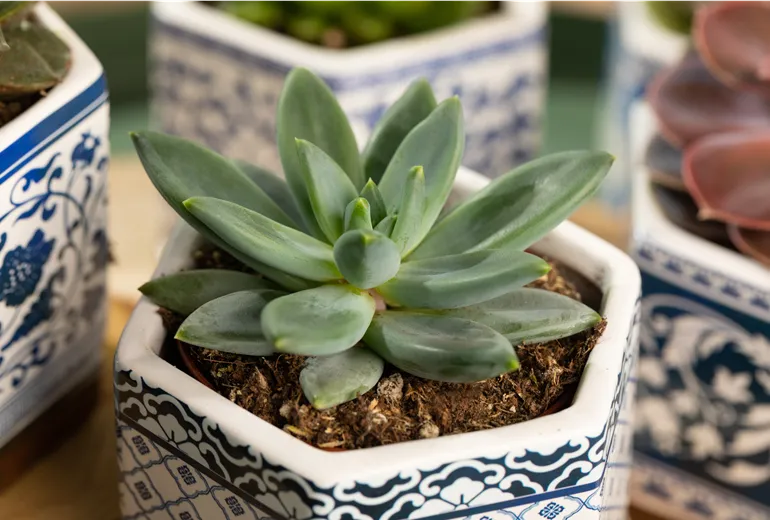 Echeveria agavoides