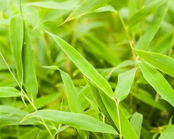 Fargesia murielae 'Jumbo'