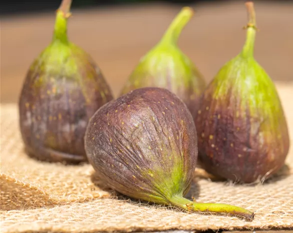 Ficus carica 'Little Miss Figgy' ®