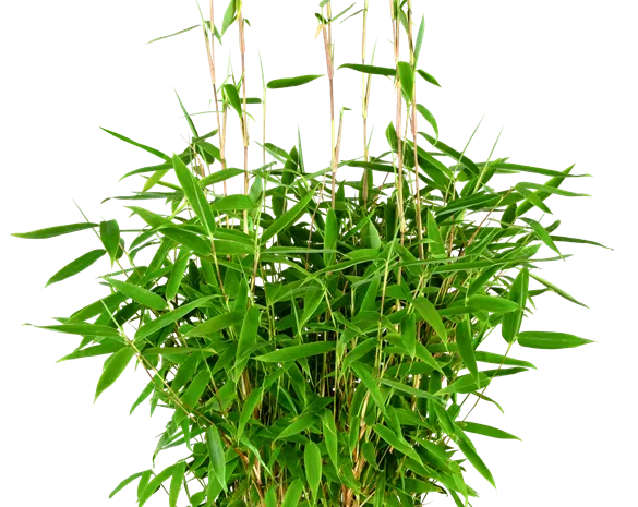 Fargesia murielae 'Lolliloops' ®