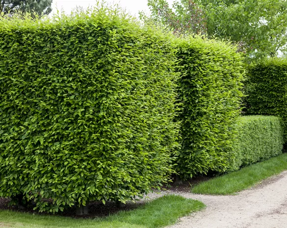 Die Hainbuche als pflegeleichter Star im Garten