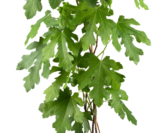 Ficus carica 'Perretta' ®