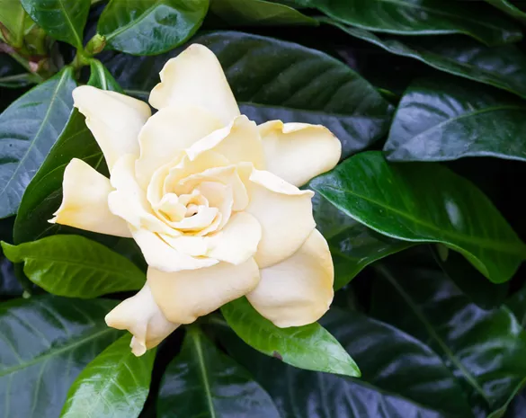 Gardenia jasminoides 'Double Mint' ®