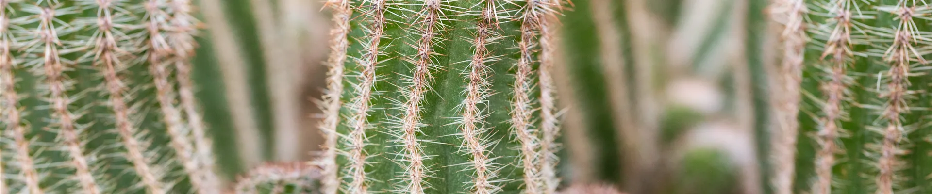 Chamaelobivia
