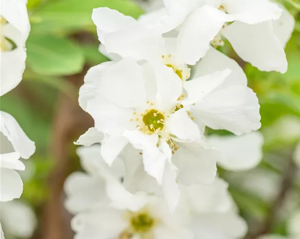 Exochorda racemosa 'Niagara' ®