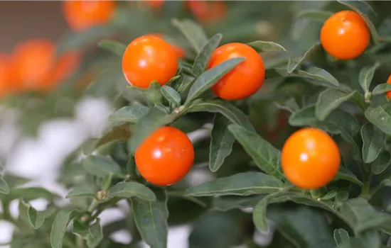 Korallenkirsche - Umtopfen