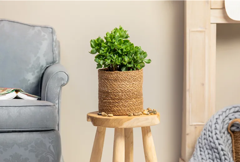 Crassula