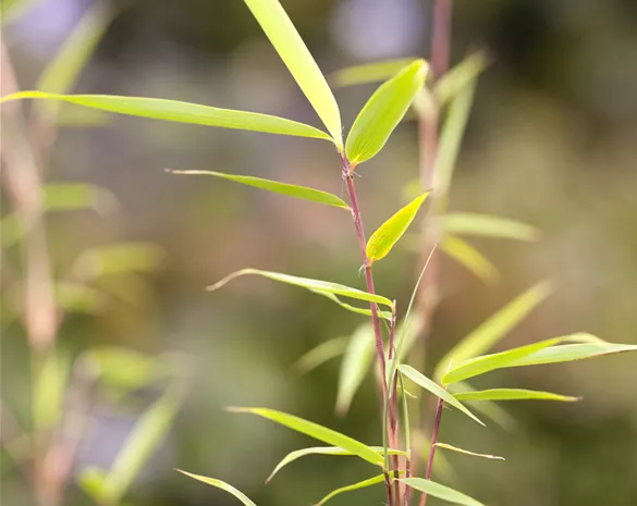 Fargesia robusta 'Campbell'