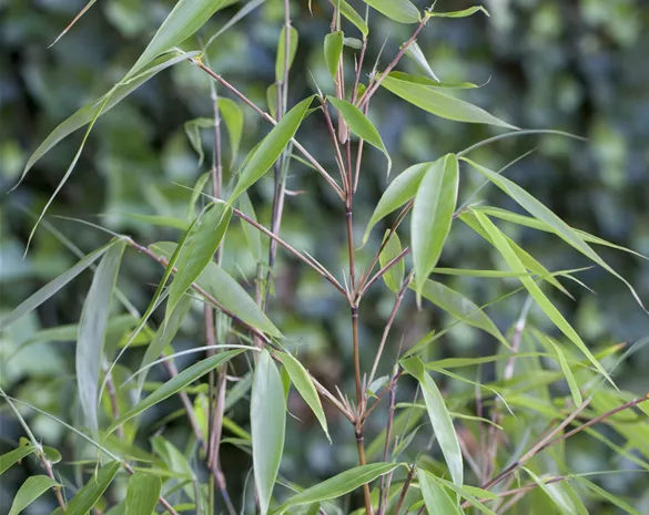 Fargesia robusta 'Pingwu'