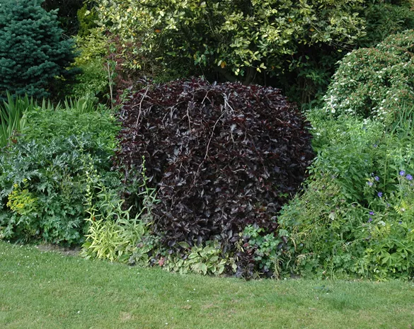 Fagus sylvatica 'Purpurea Pendula'