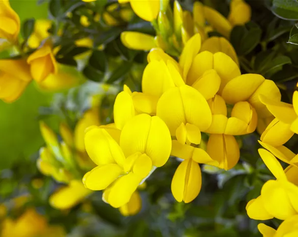 Genista tinctoria 'Royal Gold'