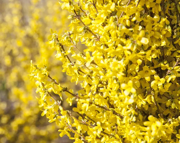 Forsythia intermedia 'Week End'®