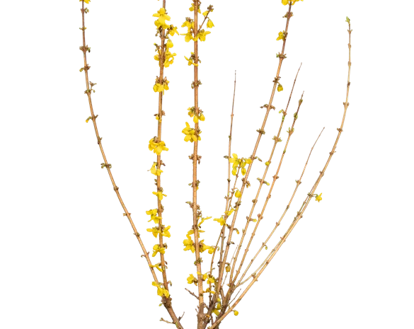 Forsythia intermedia 'Goldrausch'