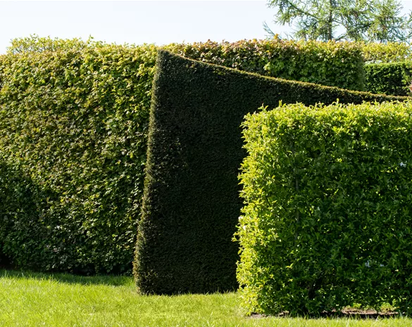Die schönsten Heckenpflanzen für den Garten entdecken