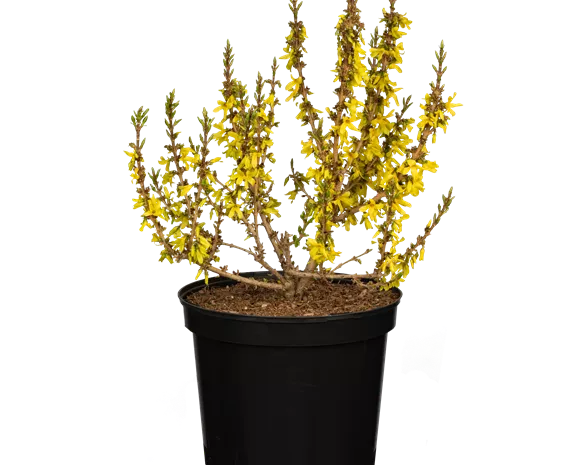 Forsythia intermedia 'Mikador' ®