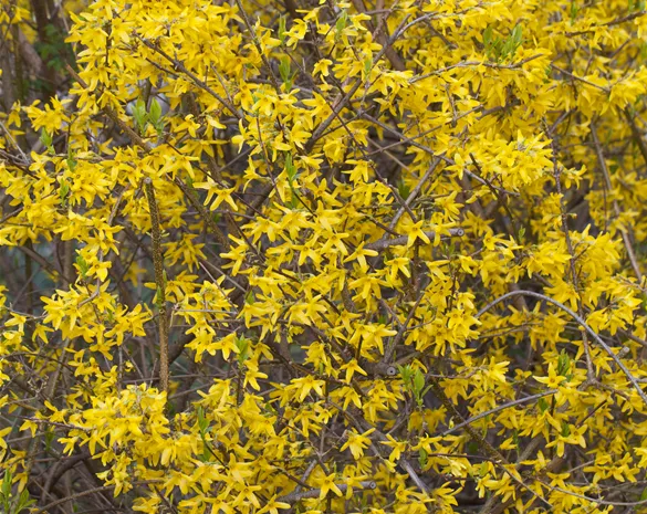 Forsythia intermedia 'Minigold'