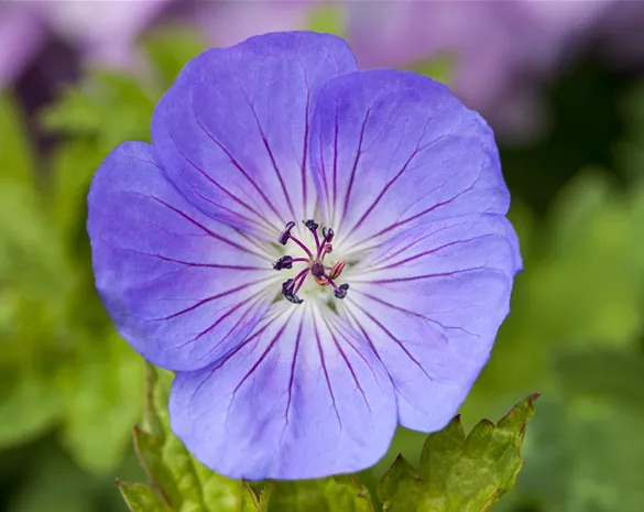 Geranium 'Azure Rush'®