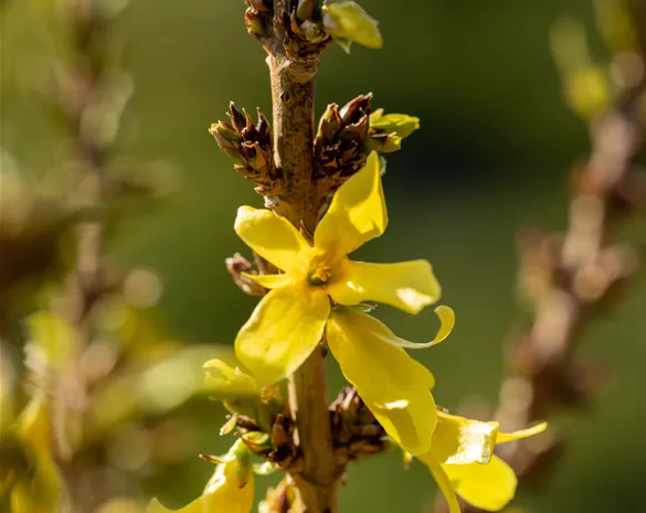 Forsythia intermedia 'Nimbus' ®