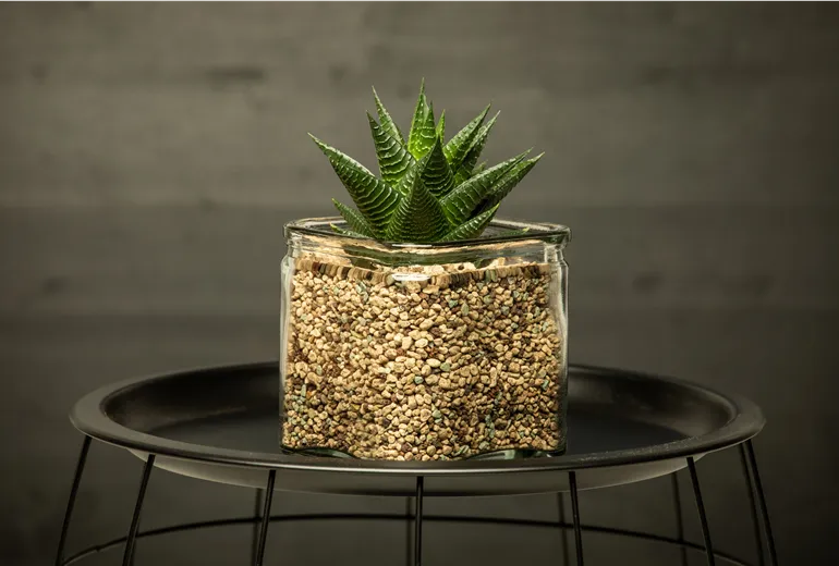 Haworthia