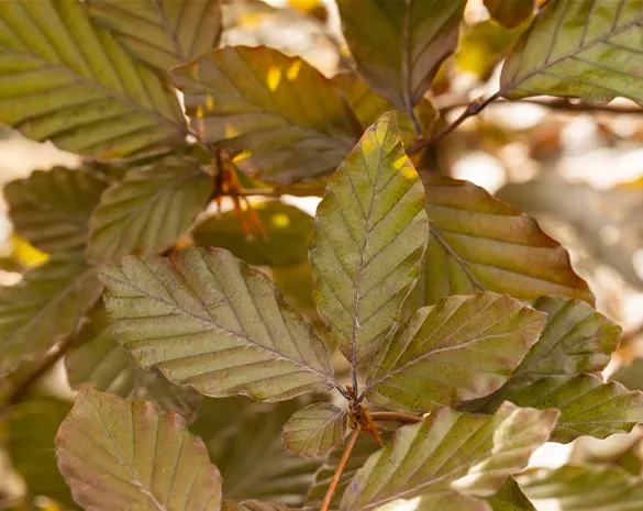 Fagus sylvatica 'Purpurea'
