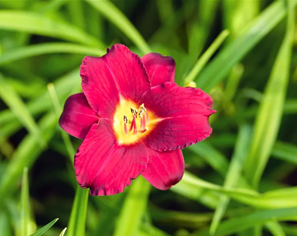 Hemerocallis 'Pardon Me'