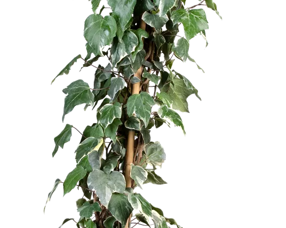 Hedera helix 'Gloire de Marengo'