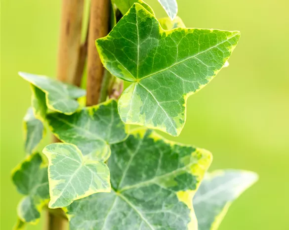 Hedera helix 'Goldchild'