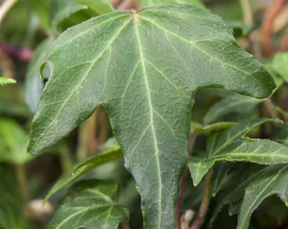 Hedera helix 'Green Ripple'