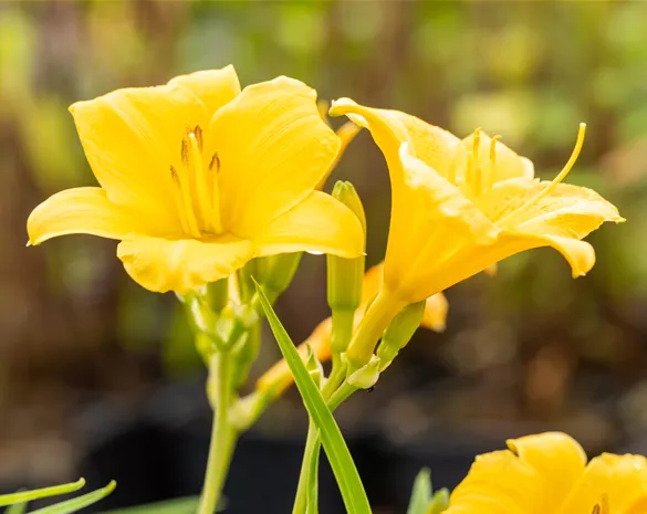 Hemerocallis 'Stella de Oro'