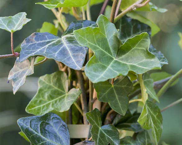 Hedera helix hibernica