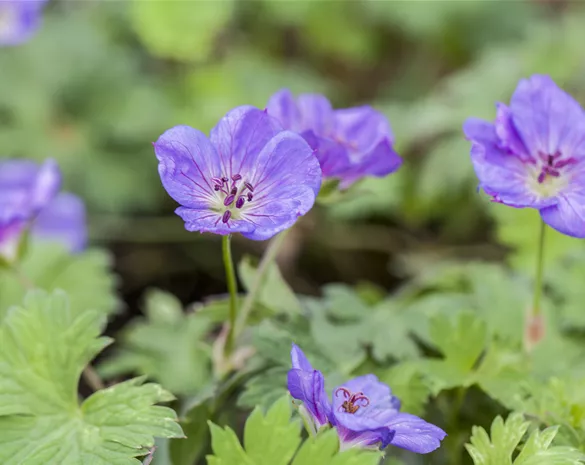 Geranium 'Rozanne'®
