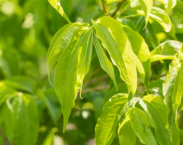 Heptacodium miconioides