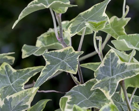 Hedera helix 'Little Diamond'