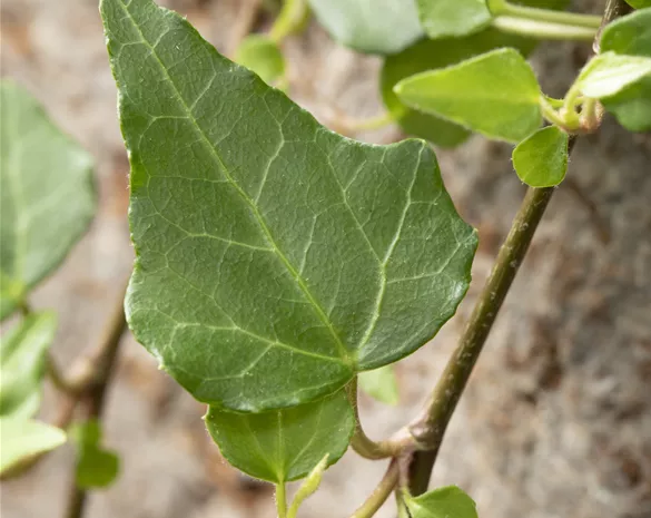 Hedera helix 'Mein Herz'