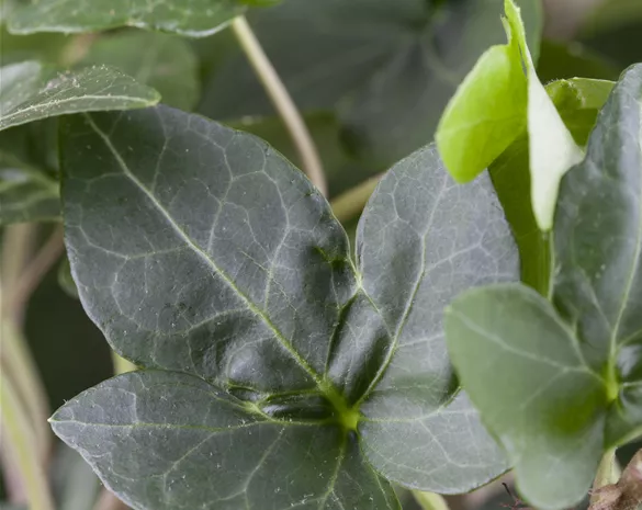 Hedera helix 'Plattensee'