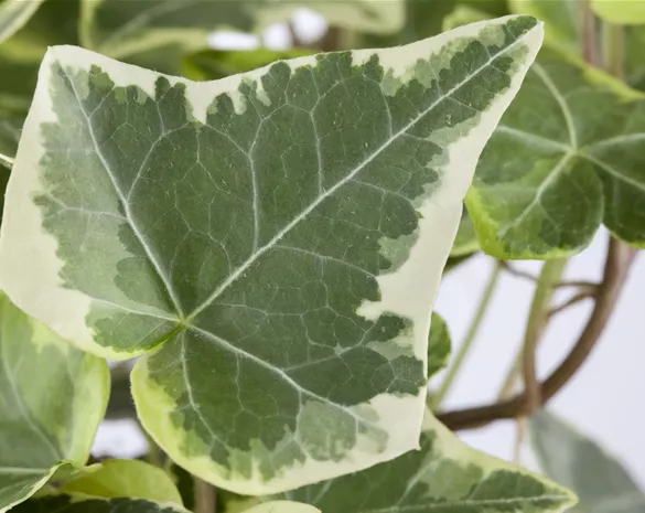 Hedera helix 'White Wonder'