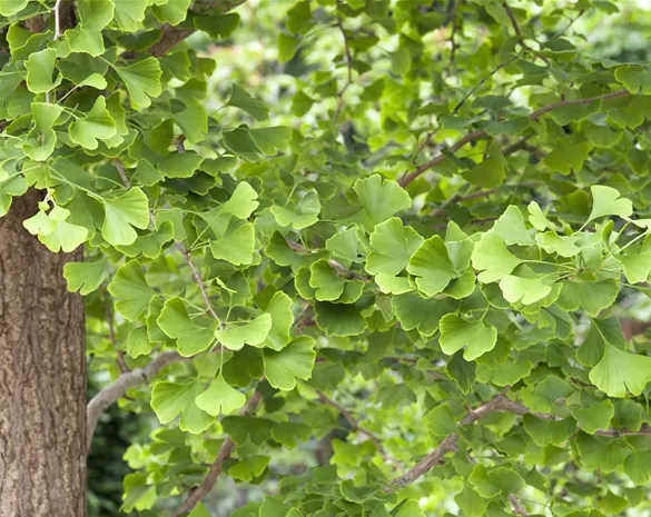 Ginkgo biloba