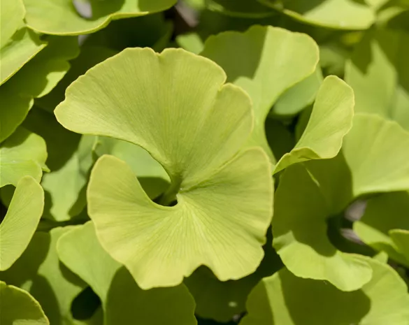 Ginkgo biloba 'Mariken'
