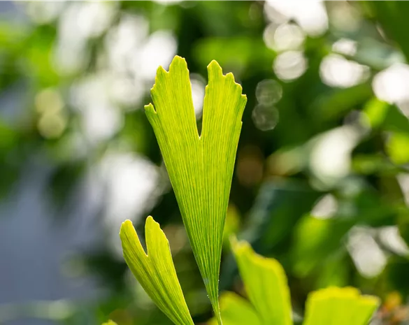 Ginkgo biloba 'Saratoga'
