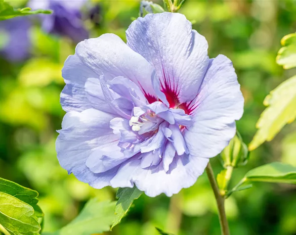 Hibiscus syriacus 'Blue Chiffon'®