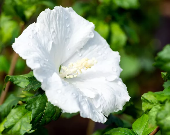 Hibiscus syriacus 'Diana'