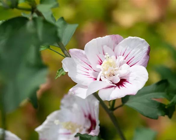 Hibiscus syriacus 'Fiji' ®
