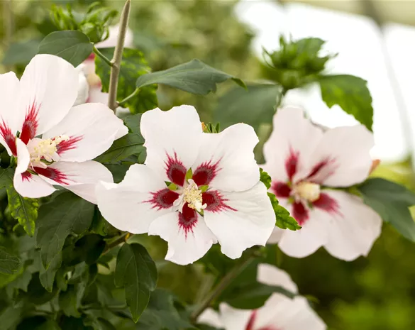 Hibiscus syriacus 'Hamabo'