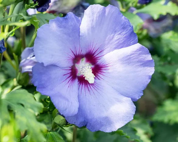 Hibiscus syriacus 'Hawaii' ®