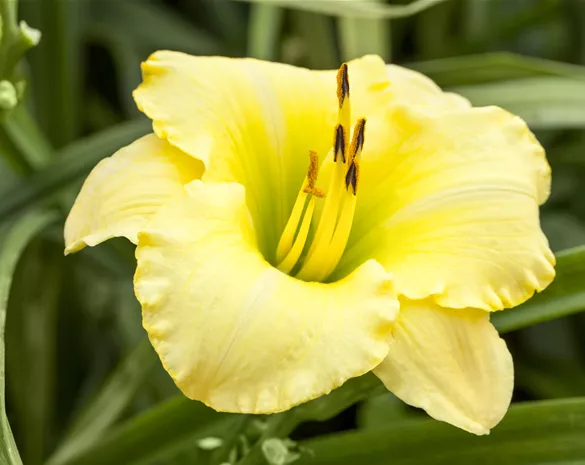 Hemerocallis 'Big Time Happy'