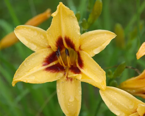 Hemerocallis 'Bonanza'