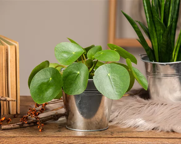 Die besonderen Eigenschaften von Zimmerpflanzen kennenlernen