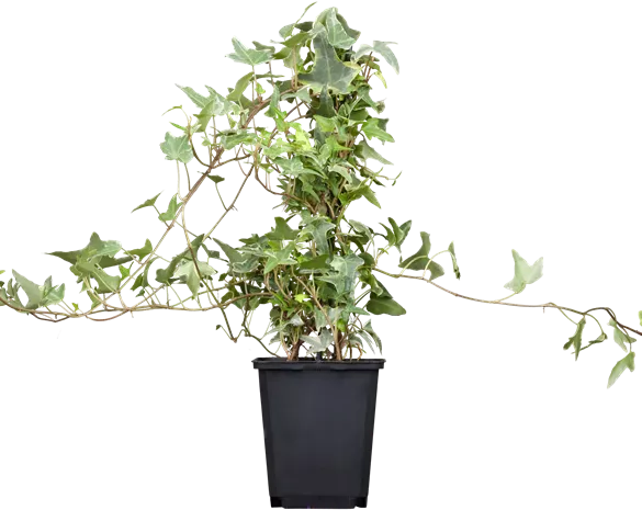 Hedera helix