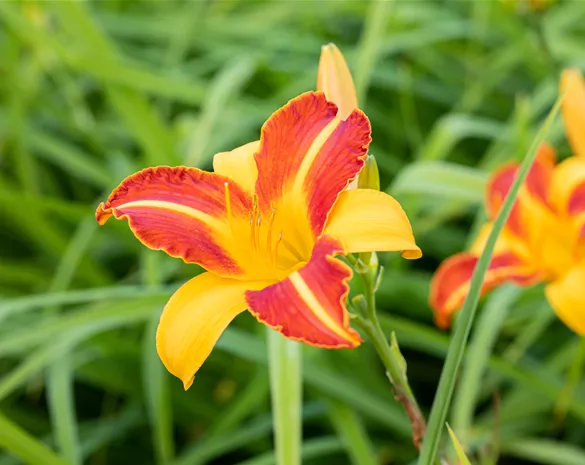 Hemerocallis 'Frans Hals'