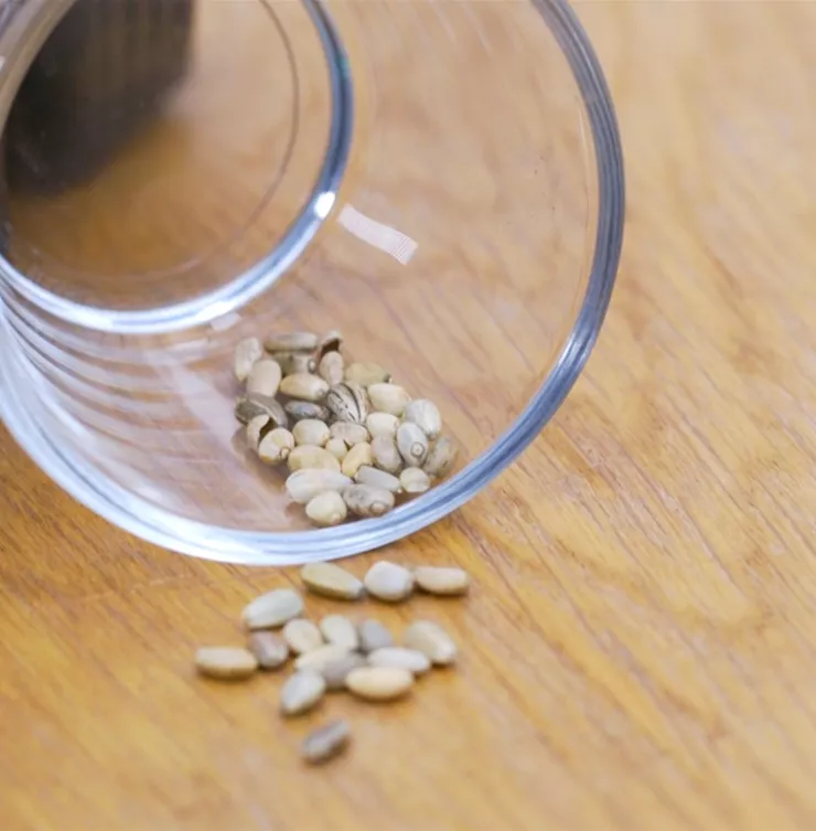 Artischocke - Aussaat